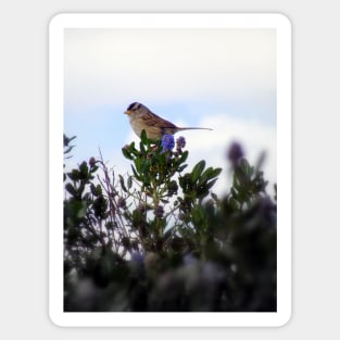 White crowned sparrow in a blue blossom Ceanothus Thyrsiflorus bush 2 Sticker